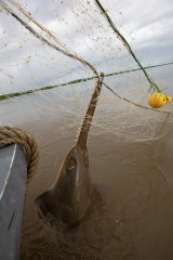 Largetooth sawfish in a gillnet.