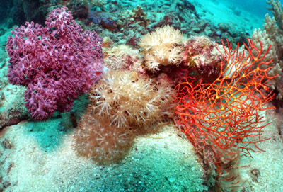 Octocoral colonies