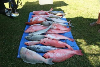 Mixed catch from deep shoals of tropical snappers, coral trout, trevallies, Tuskfish, spangled emperor  and Spanish mackerel