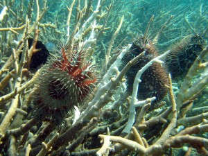 Crown-of-Thorns starfish (COTS) feeding on branching coral