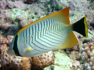 Chevron butterflyfish (Chaetodon trifascialis)
