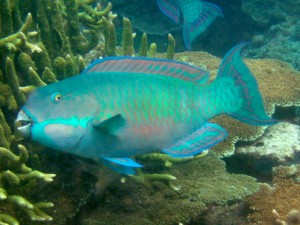 Steephead parrotfish (Chlorurus microrhinos)
