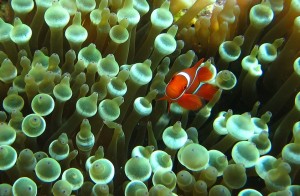 Tomato clownfish (Amphiprion frenatus) inhabiting an anemone