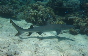 White tip reef shark (Triaenodon obesus)