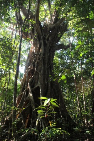 Daintree Tree