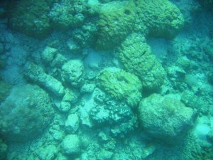 Dislodgement of massive corals