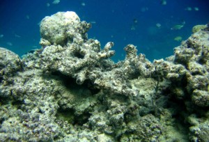 Removal of live coral framework in a low-energy habitat