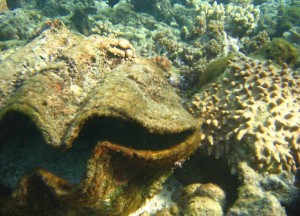 Dead giant clam