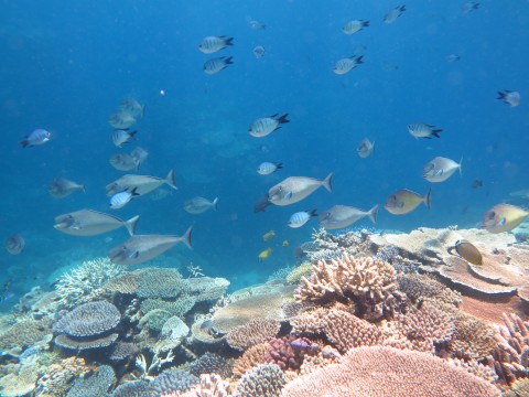 Coral supports high fish diversity on GBR reefs