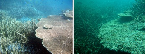 Crown-of-Thorns Starfish outbreak - Before After on reef