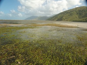 Seagrass meadows on the fringing reef flat at Archer Point