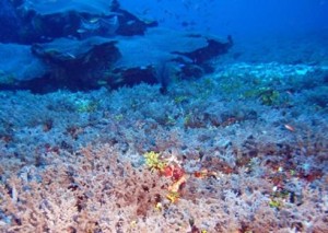 Shoals soft coral diversity 