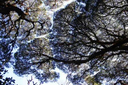 Canopy of Leptospermum wooroonooran trees