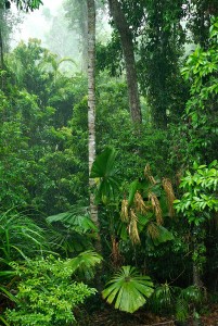 Rainforests of NE Queensland