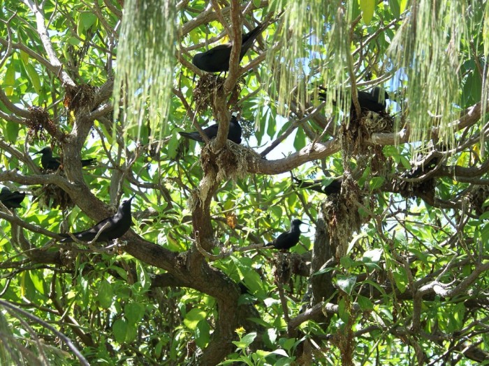 Black noddies in a Pisonia tree at Wilson island