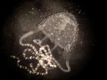 An adult Irukandji jellyfish (Carukia barnesi) that periodically infests North Queensland beaches and reefs.