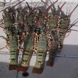 Ornate rock lobster