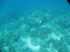 Bramble Cay - Torres Strait Temperature Logger (Slope Logger: BRAMBLESL1)
