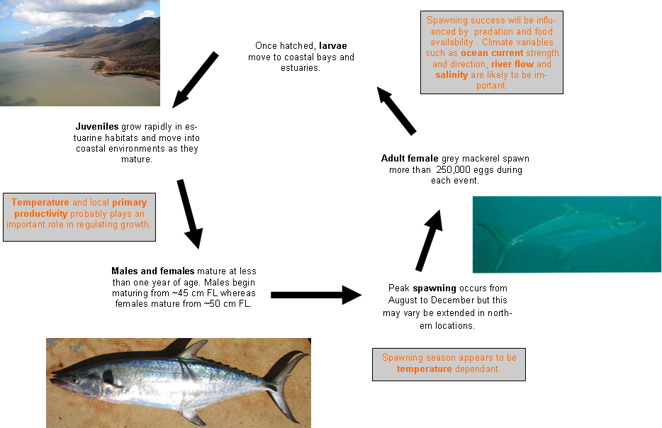 Grey mackerel - life cycle