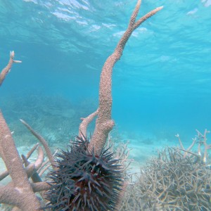 Crown of thorns seastar feeding on branching coral