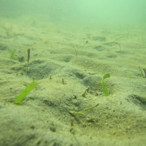 Seagrass at Magnetic Island - Feb 2011