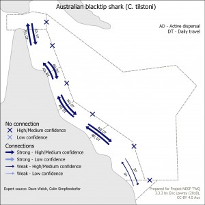 Australian blacktip shark (C. tilstoni)