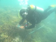 Inshore Coral Monitoring