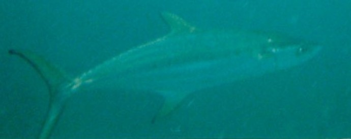 Broad-barred (grey) mackerel