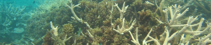 Macroalgae grows profusely amongst the branches of this Acropora sp. coral colony. If conditions shift the competitive balance, macroalgae may outcompete the coral
