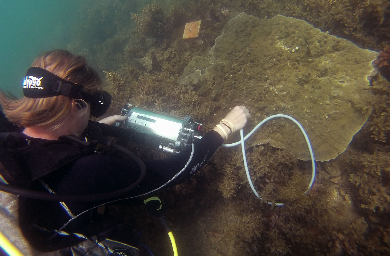 Researcher investigating coral reef health