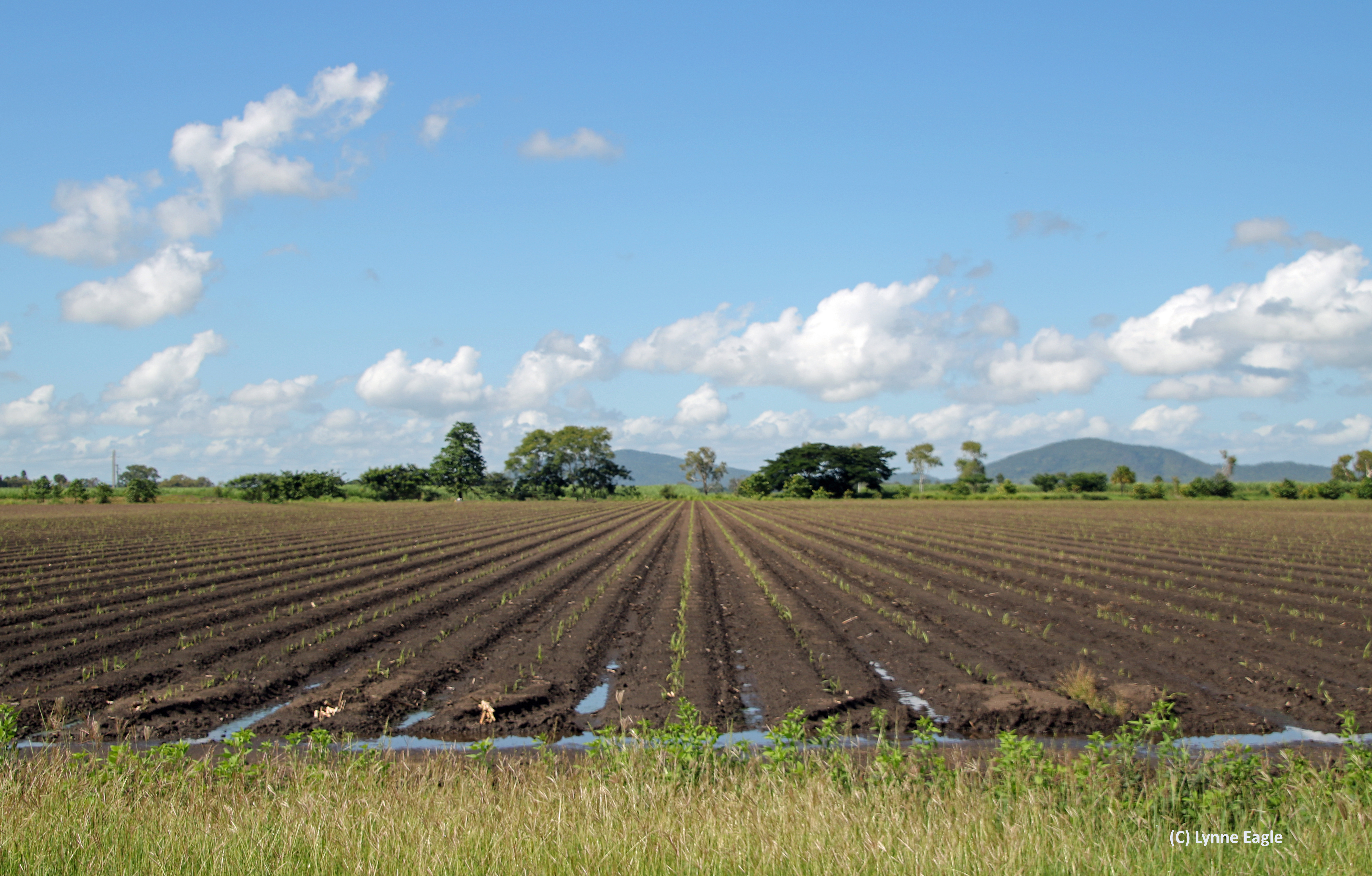 Rows of sugarcane growing in farm.