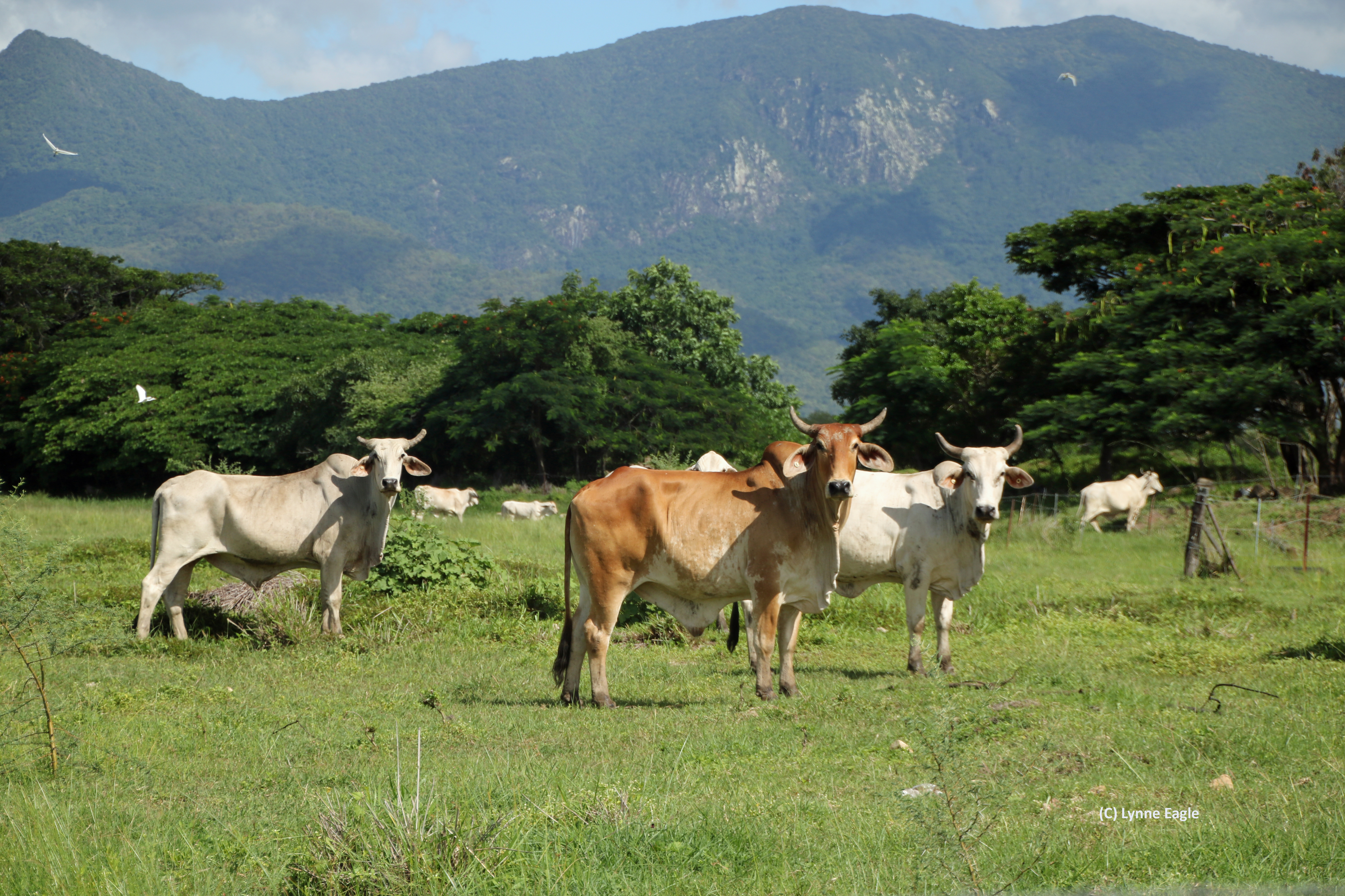 Grazing farm in the Burdekin region