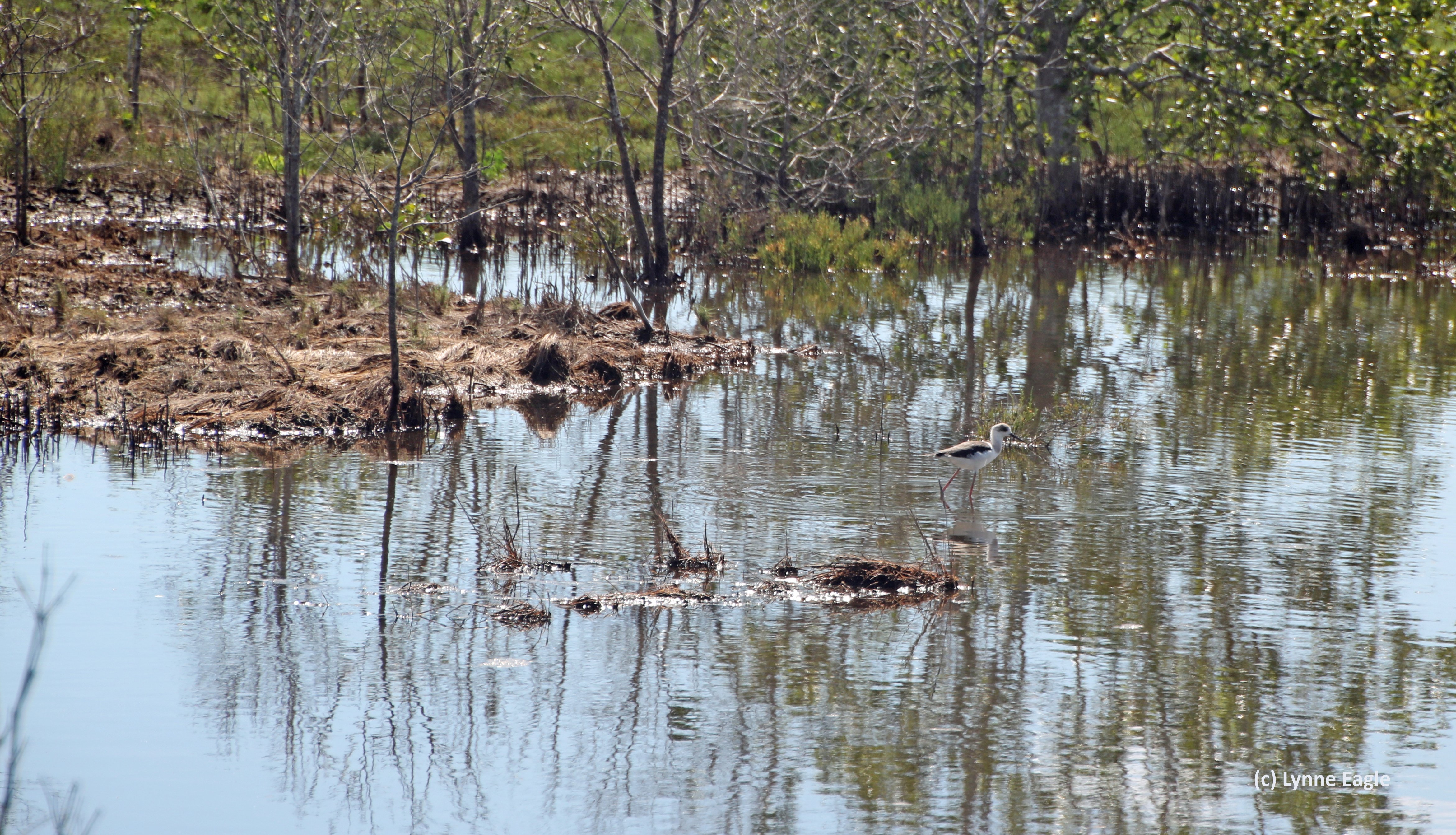 Shallow lagoon near Giru.