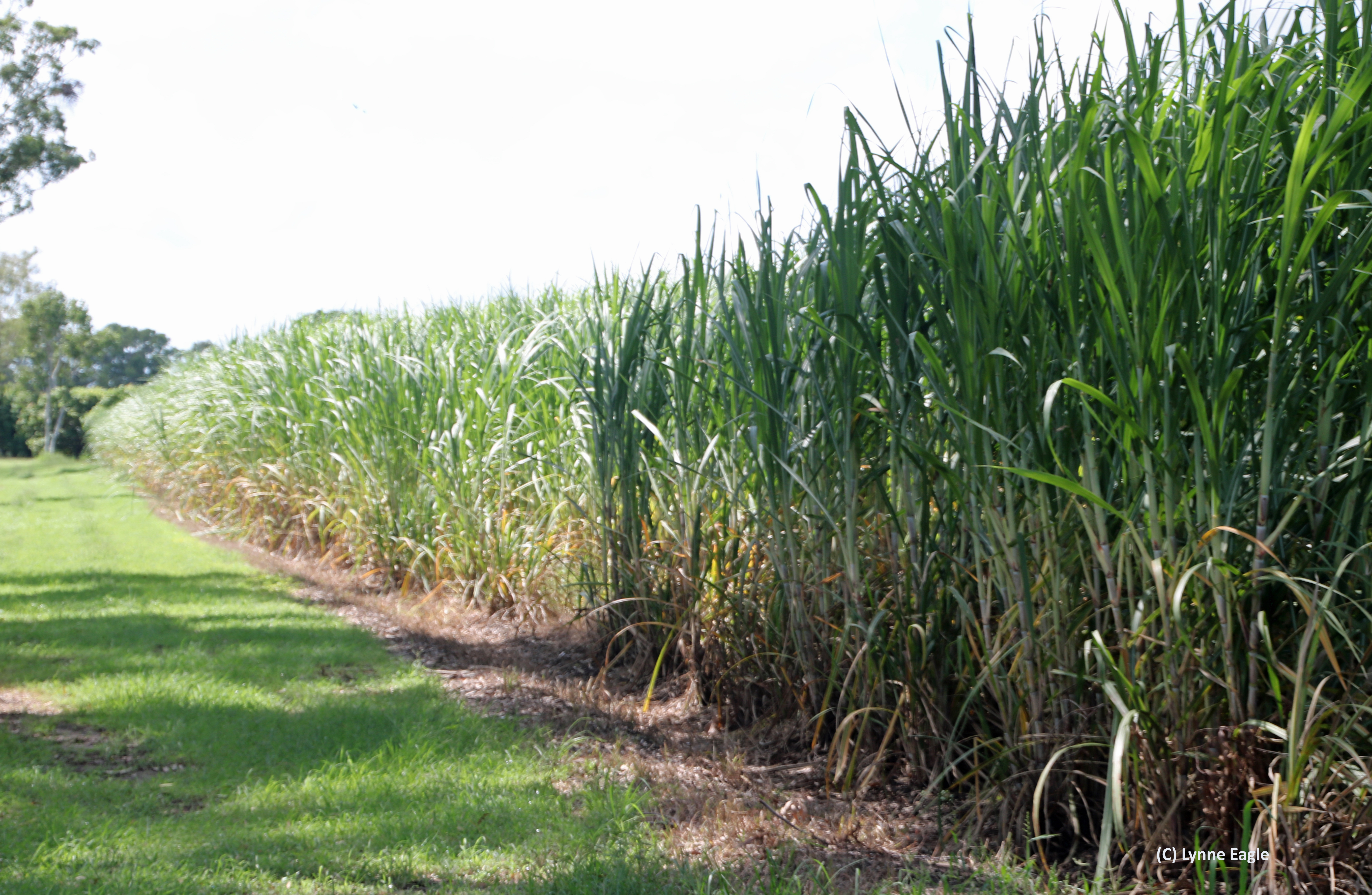 Sugarcane field near Giru.