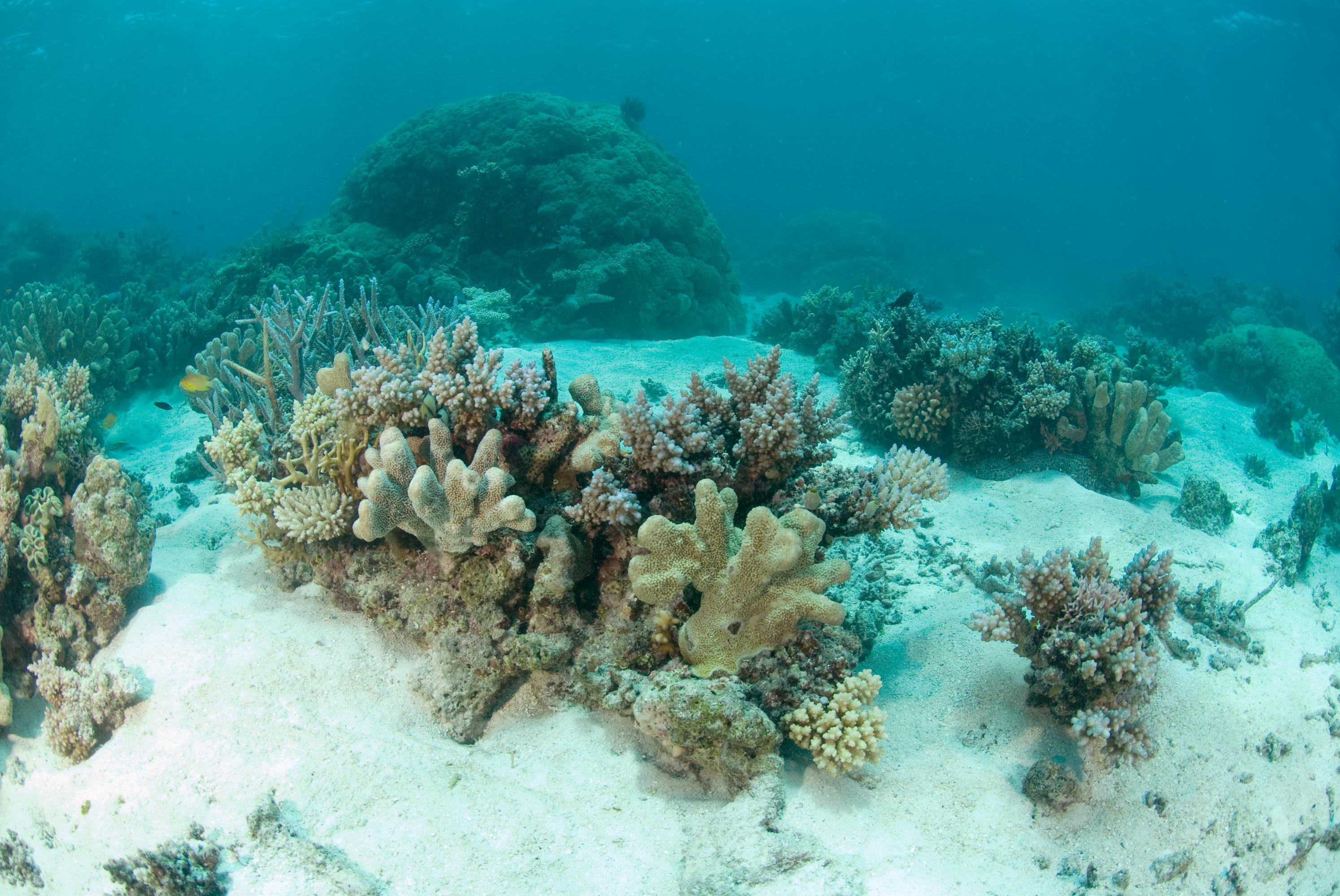 Hard coral on a sandy bottom