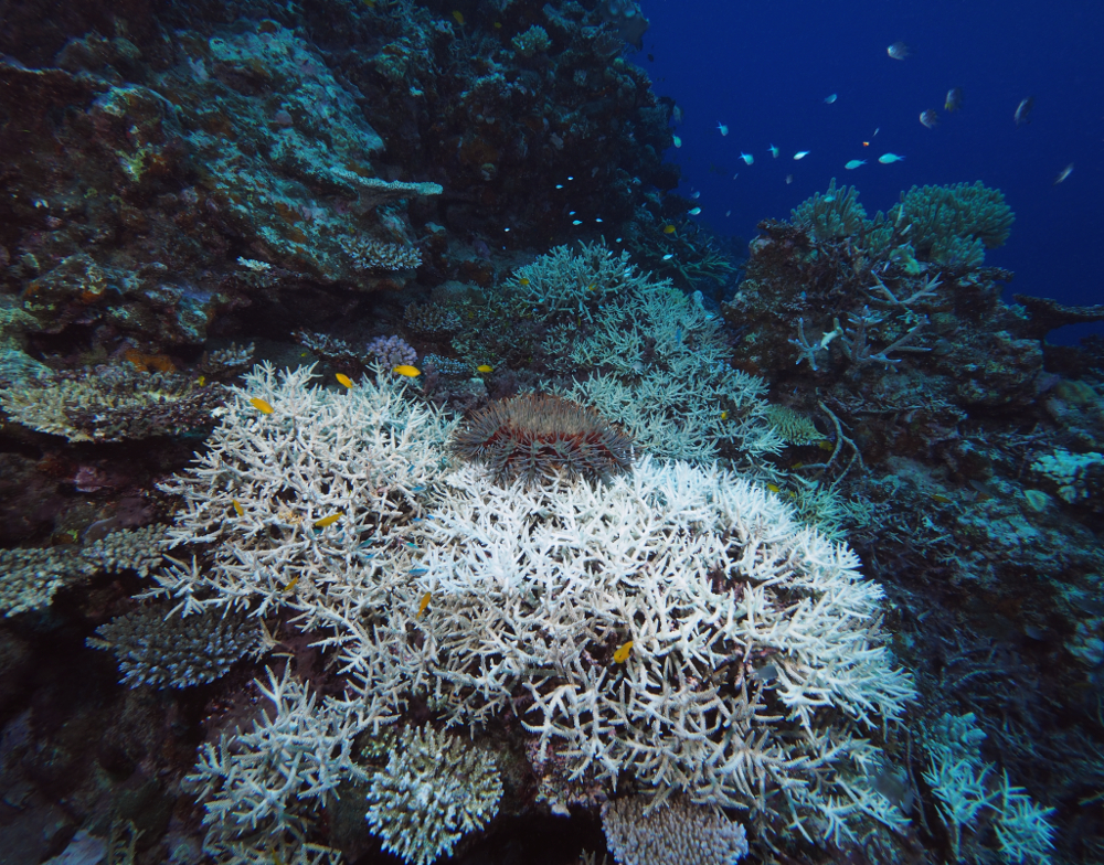 Crown-of-thorns starfish feeding