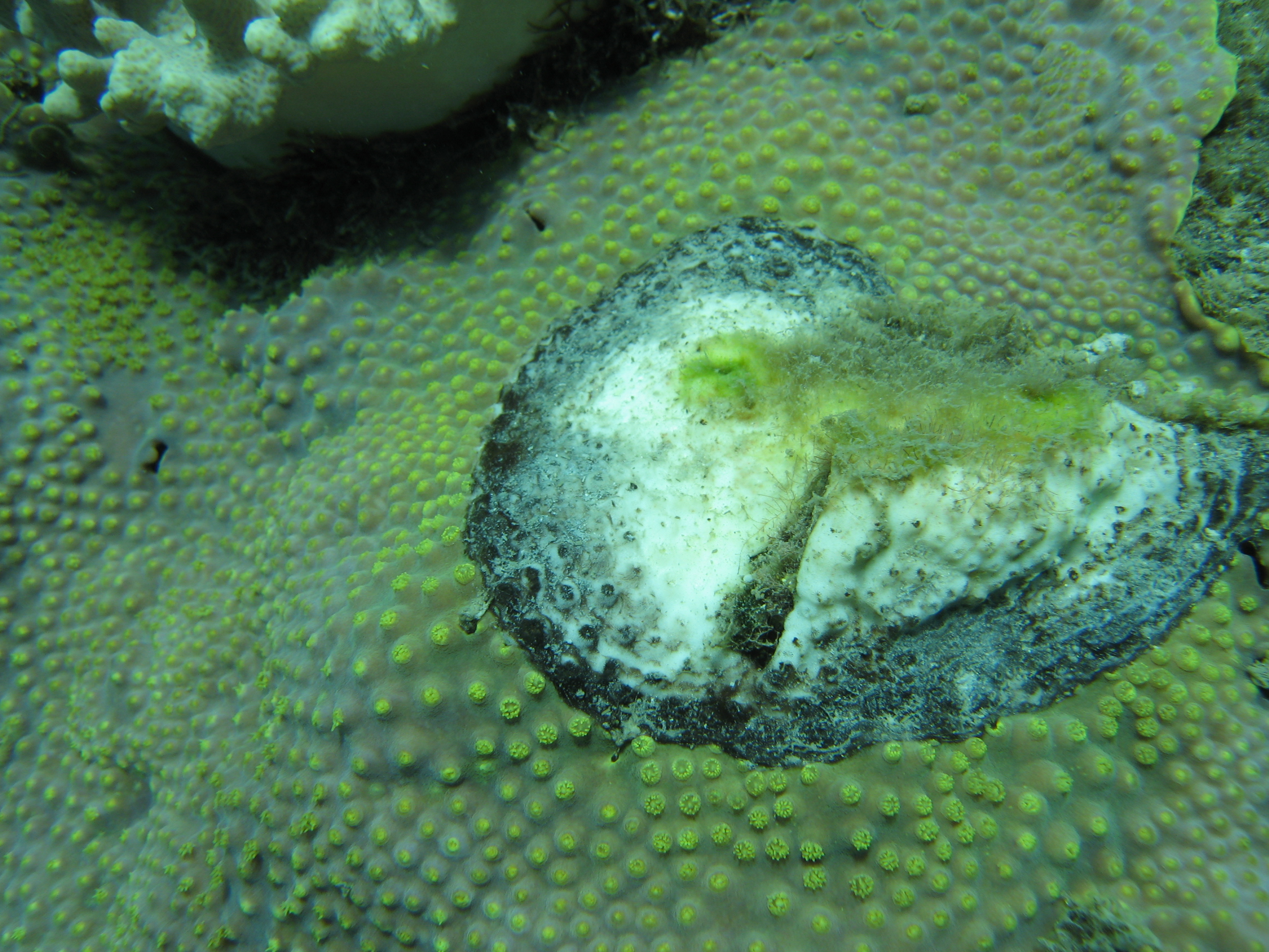 Atrematous necrosis on a Turbinaria colony