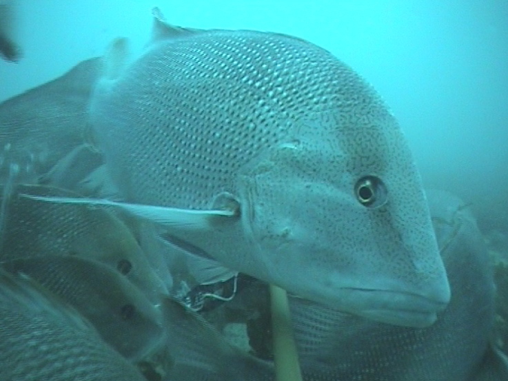Red emperor (Lutjanus sebae)