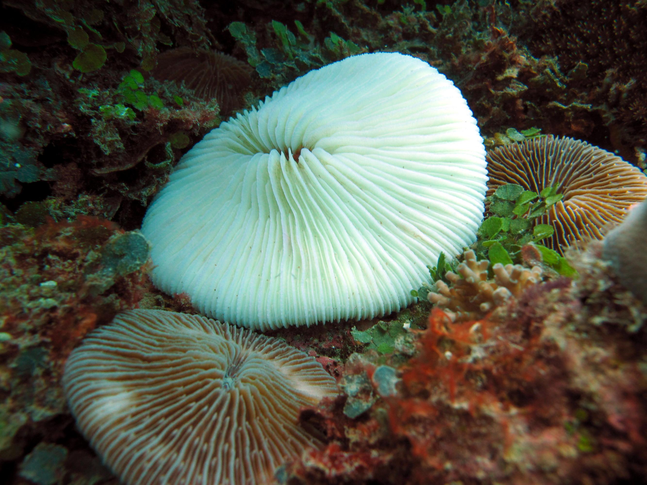 Bleached Fungia spp. next unbleached Fungia spp. solitary corals. The bleached coral may have had a clade of zooxanthellae alga that is more temperature sensitive
