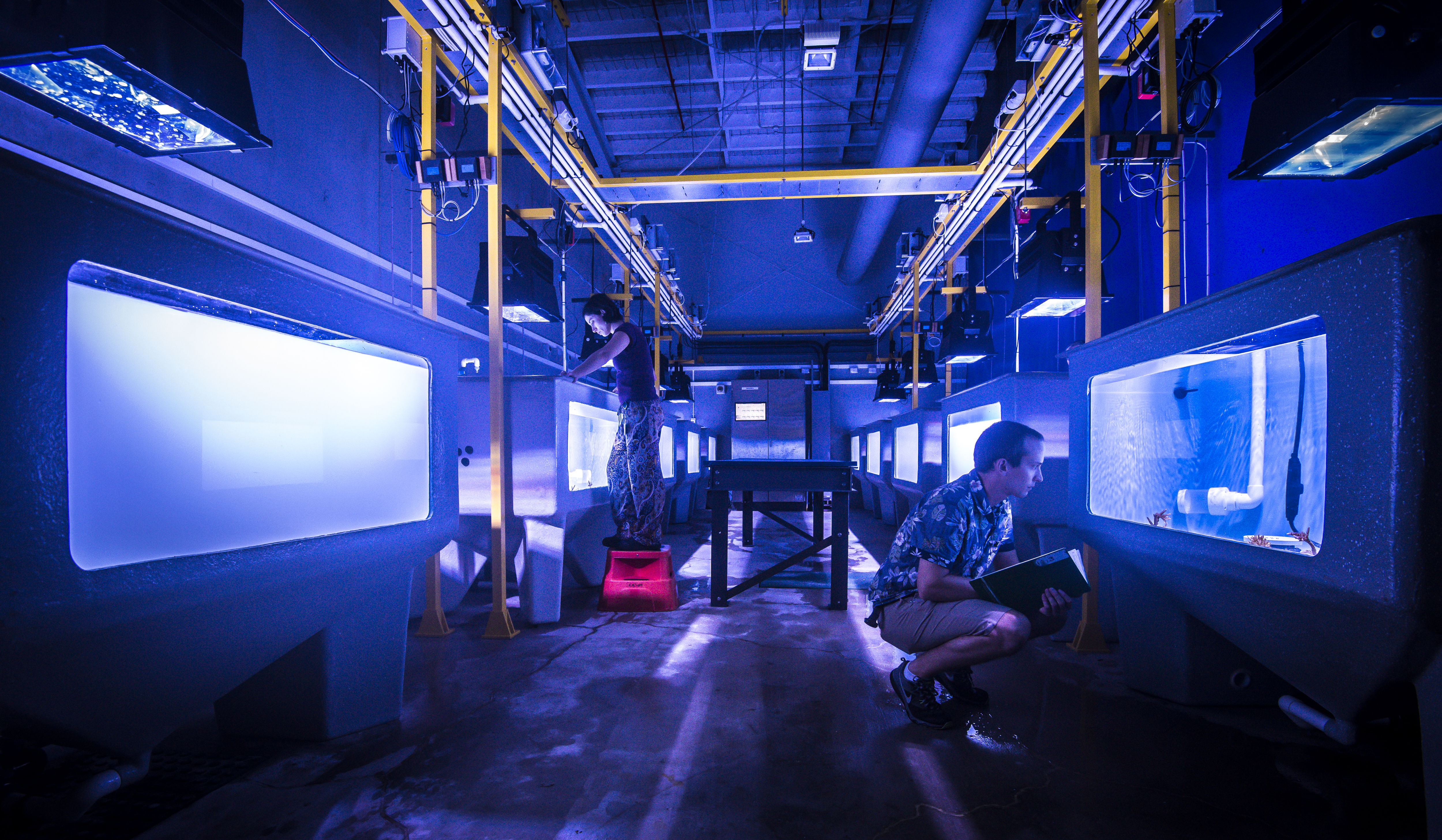 Exposing corals to sediments in the aquarium Facilities at AIMS (SeaSIM)