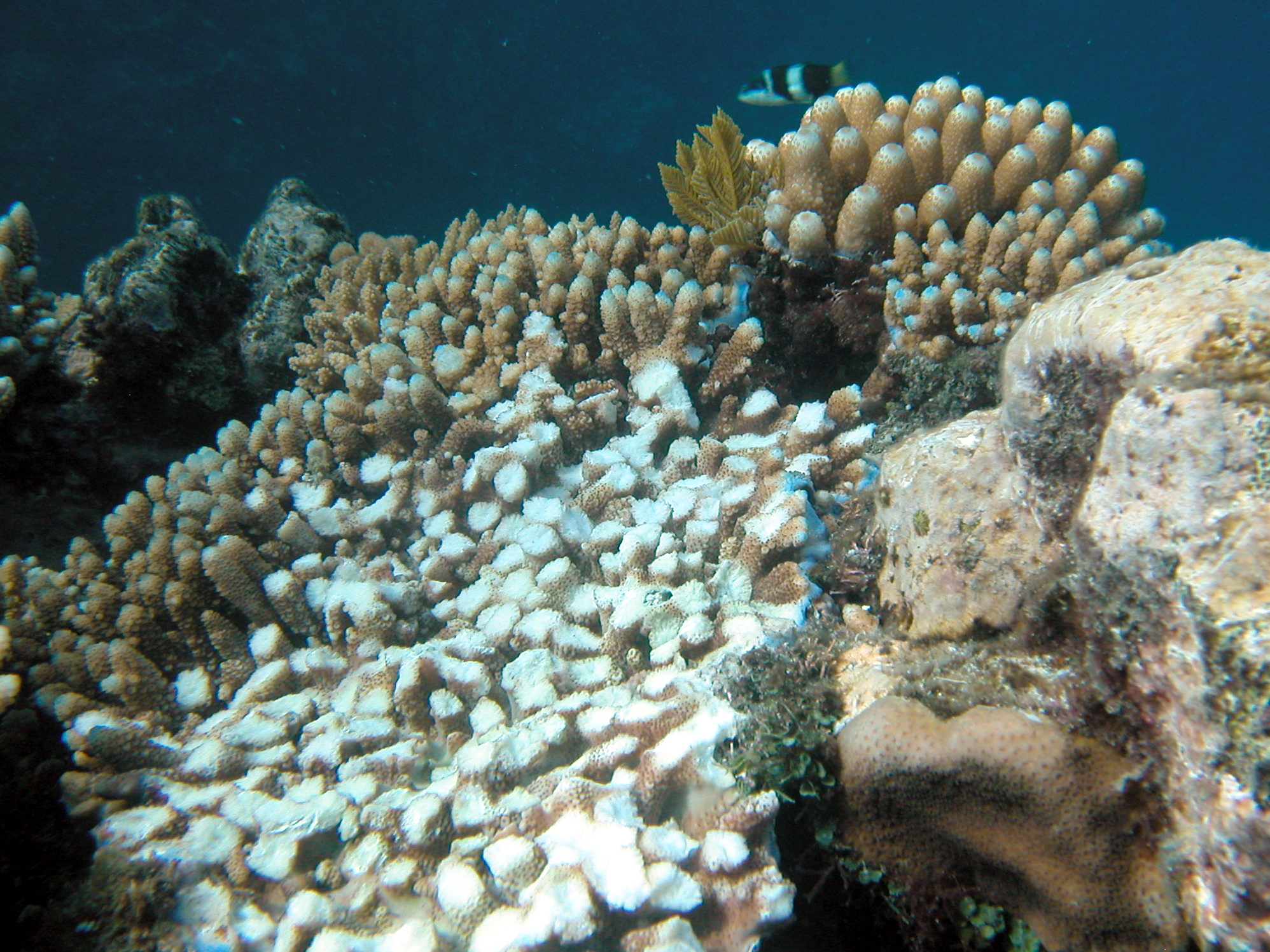 Acropora sp. hard coral with fish predation. Knobs of coral bitten off.