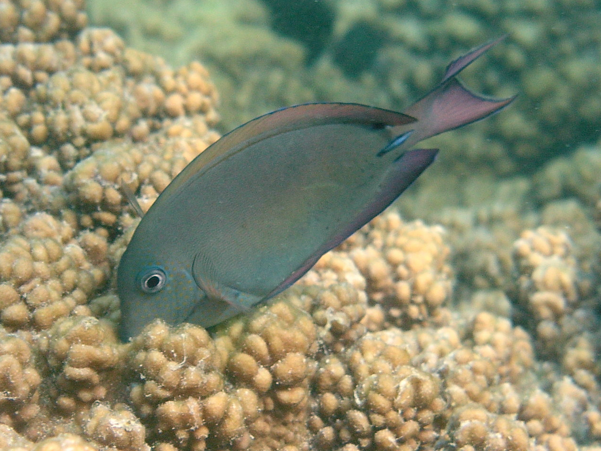 A brown surgeonfish (Acanthurus nigrofuscus)