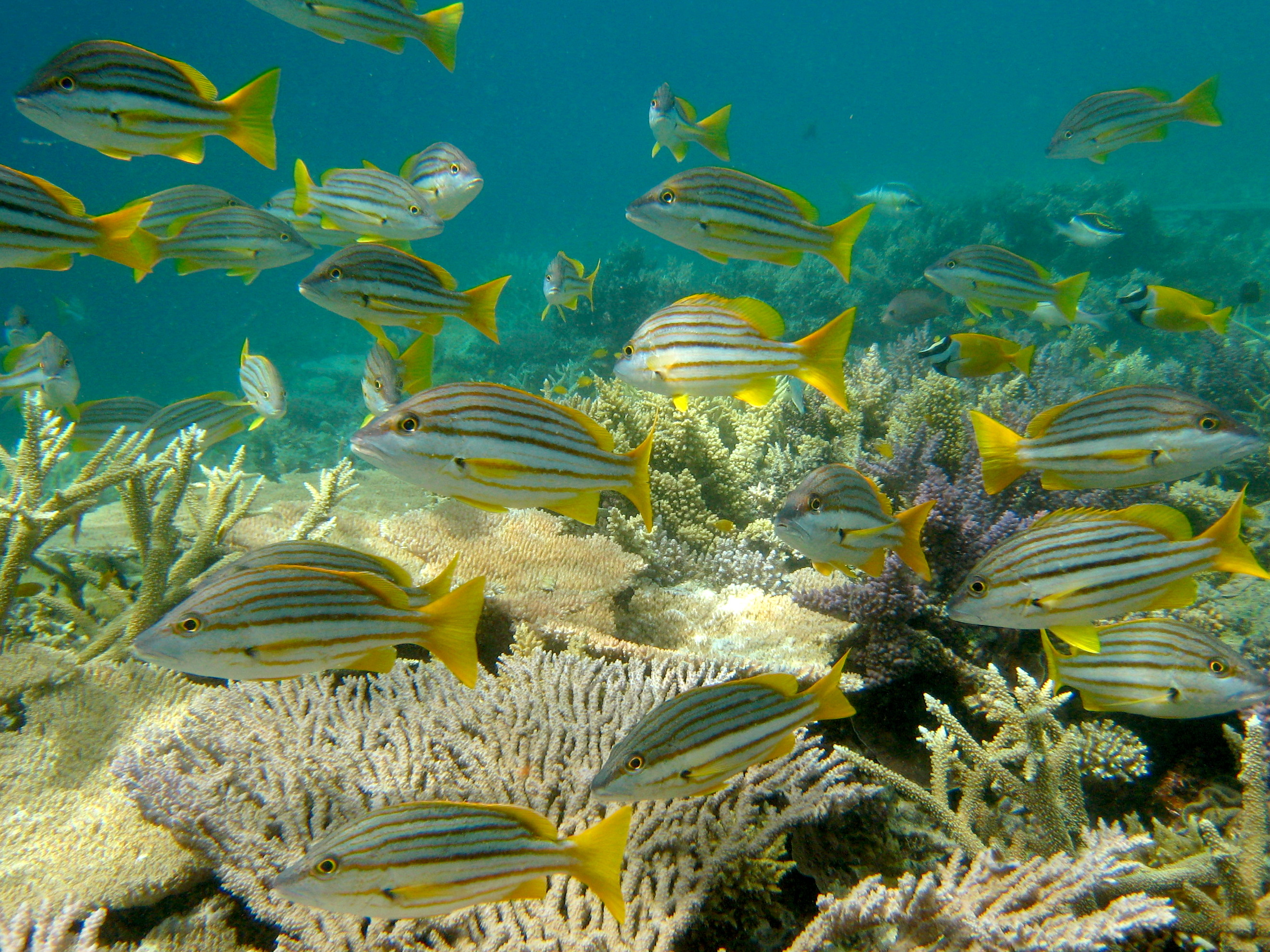 School of Spanish Flag Fish (Lutjanus Carponotatus)