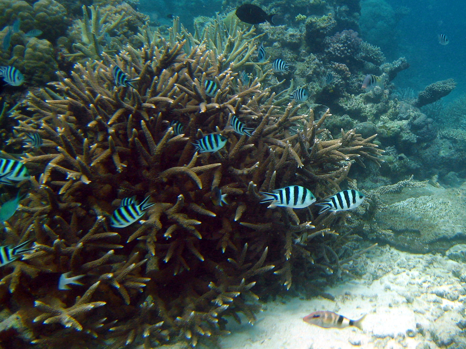 Scissortail sergeant major fish (Abudefduf sexfasciatus)