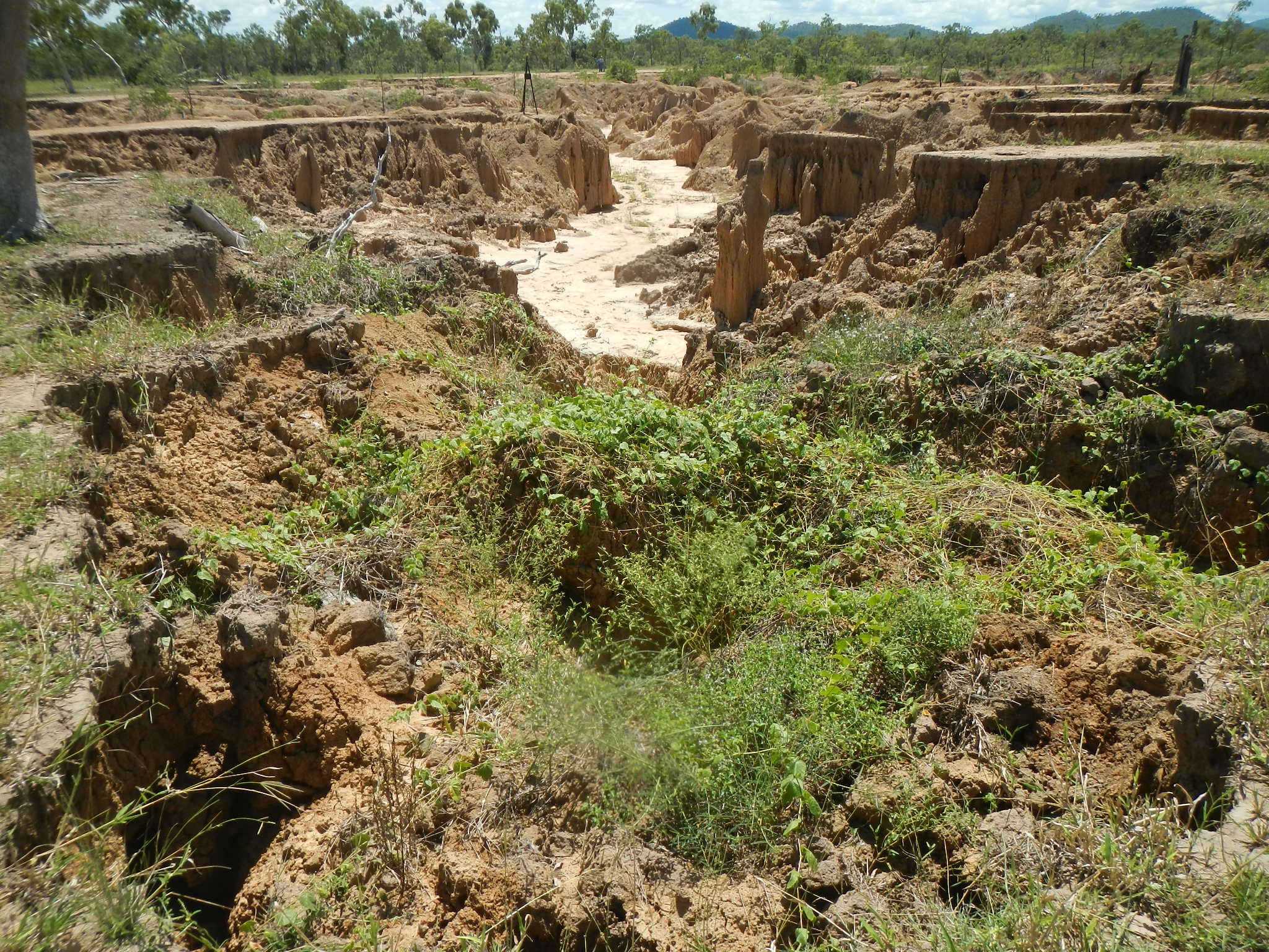 Alluvial gully at Strathalbyn Station
