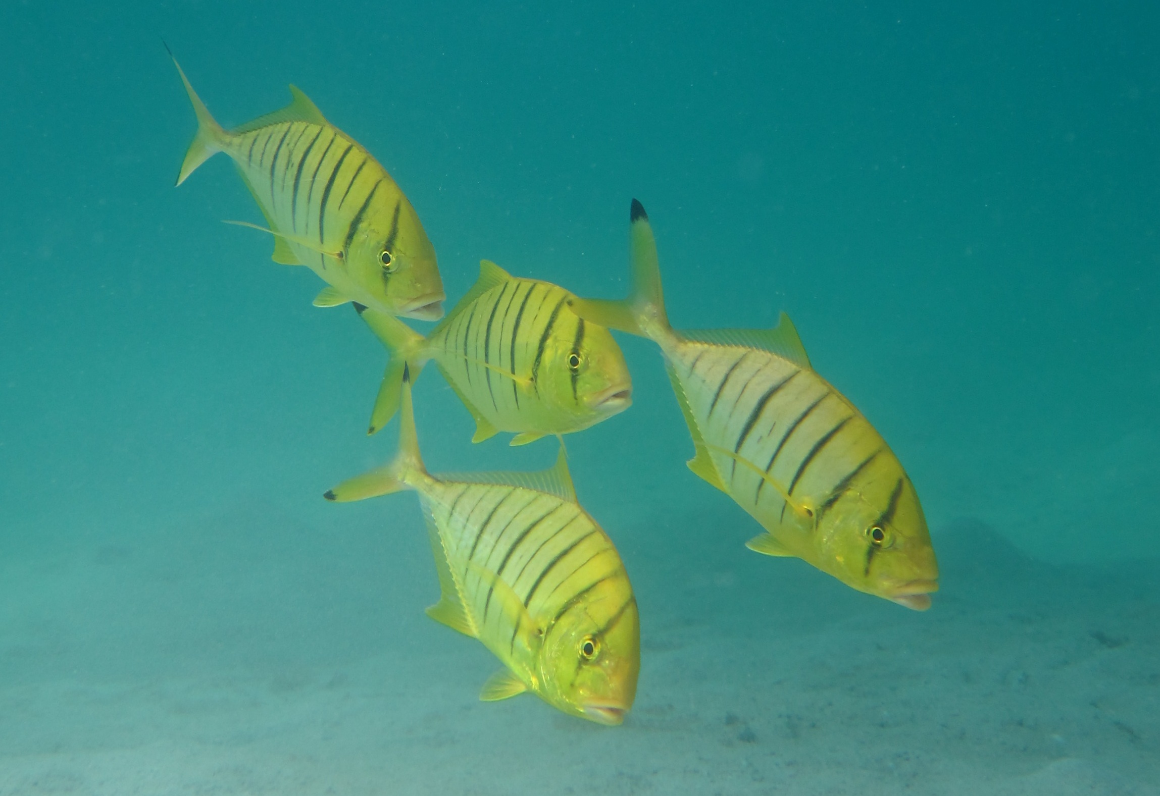 Juvenile golden trevally (Gnathanodon speciosus)