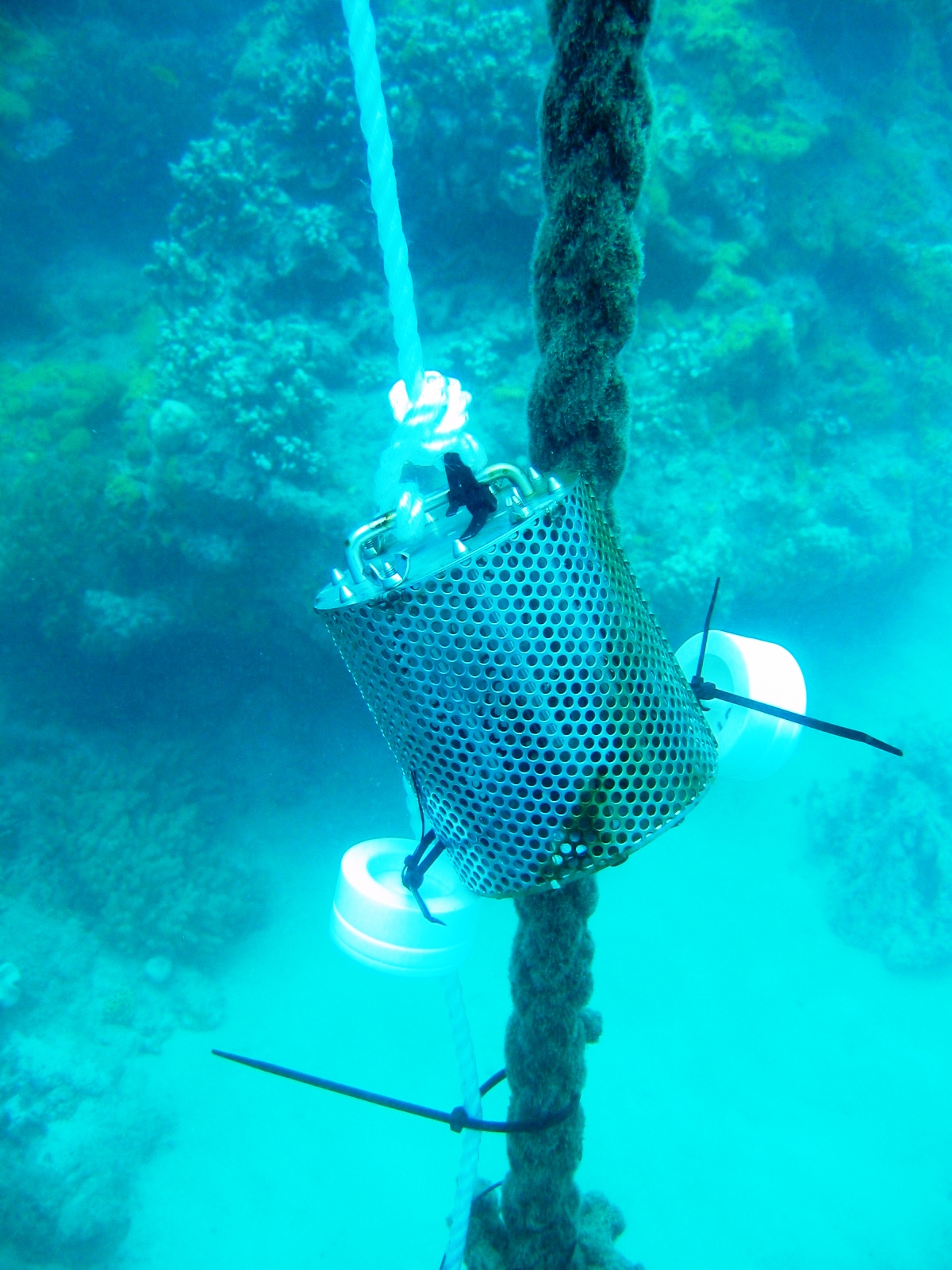 Pesticide passive samplers (Polar and non-polar) deployed at Fitzroy Island, Queensland