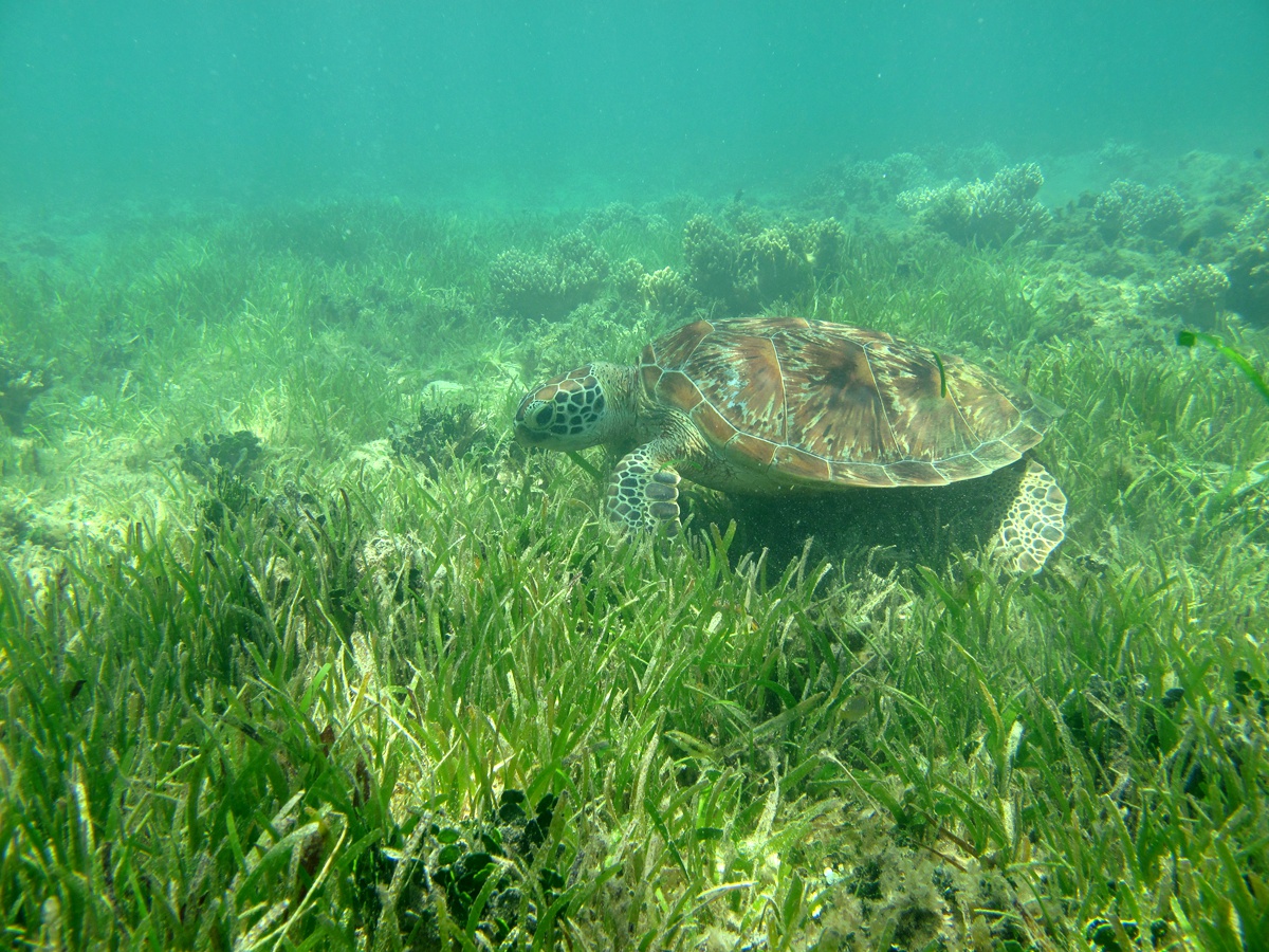 Green turtle feeding on seagrass, Green Island (13 February 2010)