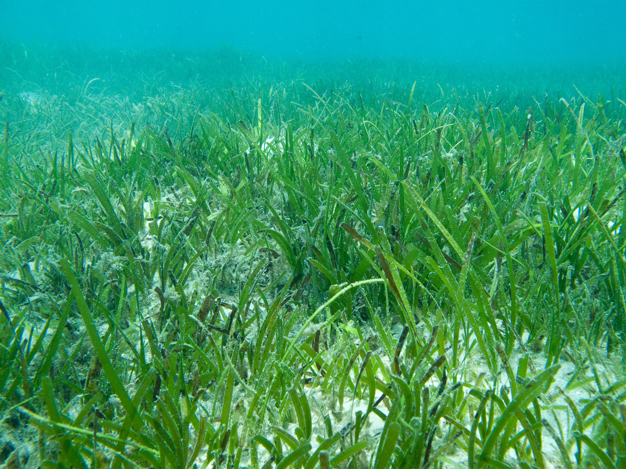 Seagrass meadow