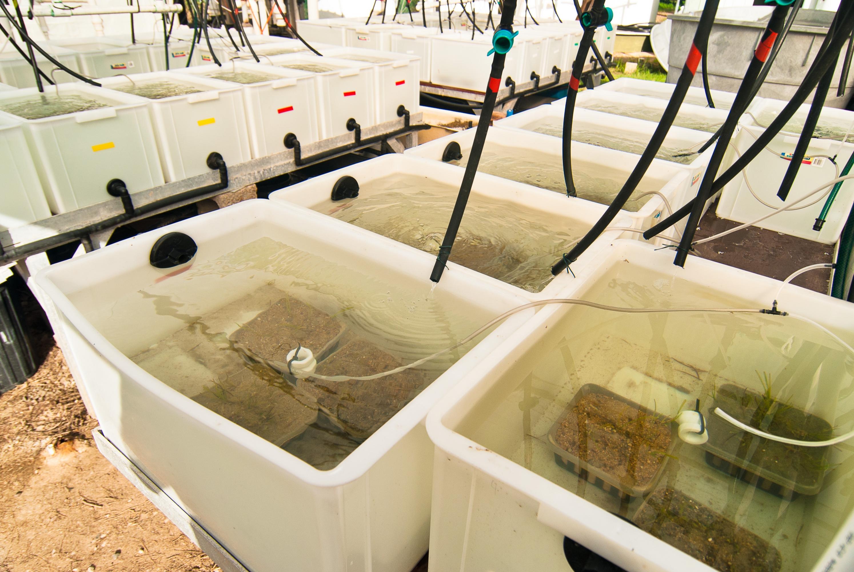 Water quality experiments on seagrasses